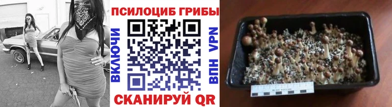 ссылка на мегу вход Касли Галлюциногенные грибы Psilocybine cubensis